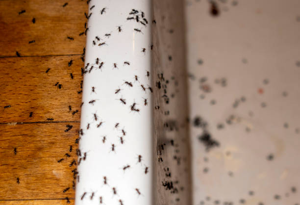 Best Pest Prevention Services  in Browns Lake, WI